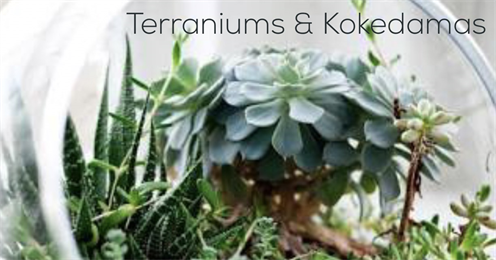Terraniums & Kokedamas